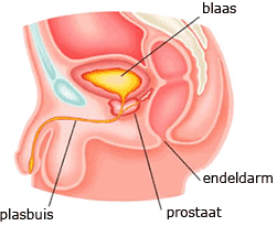 The prostate Illustration of the prostate gland