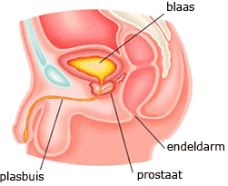 Illustration of the prostate gland